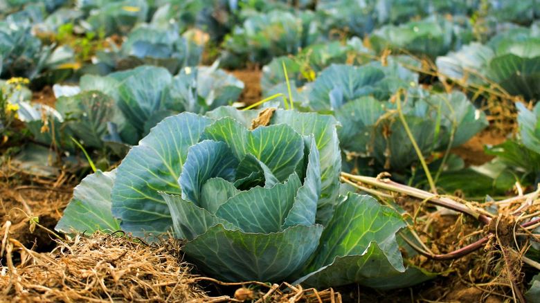 HOA Vegetable Garden Rules: What You Can Grow in Pots