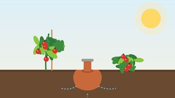 DIY Olla Pot Irrigation for Containers and Raised Beds