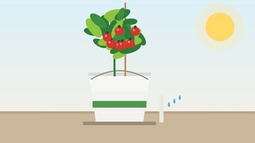 DIY Self-Watering Bucket Planter (5 Gallon, About $14)