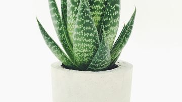 Fungus Gnats in Houseplant Soil: How to Kill Them for Good