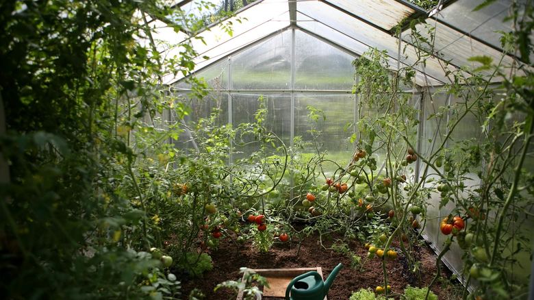 Renter’s Guide: Vegetable Garden You Can Move When You Leave