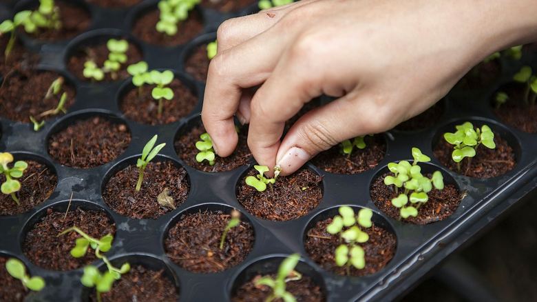 How to Water Container Vegetables While on Vacation