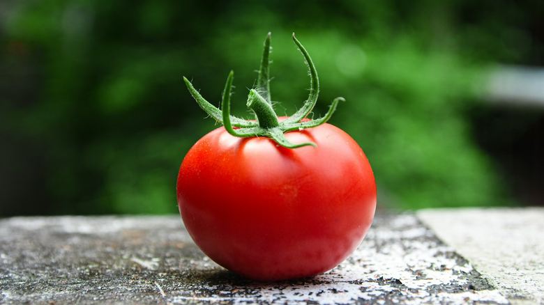 What Are the Little Black Bugs on My Tomato Plants?