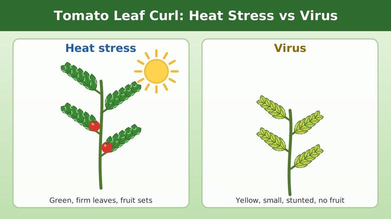 Side-by-side comparison of a green tomato plant with heat stress leaf roll and a yellow stunted plant with leaf curl virus