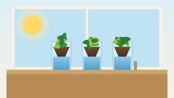Plastic Bottle Self-Watering Planter for Herbs (2-Liter DIY)