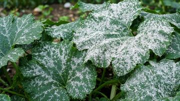 White Powder on Squash Leaves: Powdery Mildew Treatment That Works