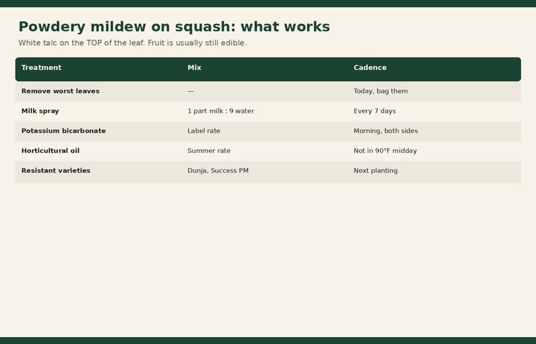 White Powder on Squash Leaves: Powdery Mildew Treatment That Works