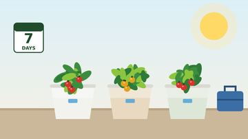 How Long Can a Self-Watering Planter Go Without Water?