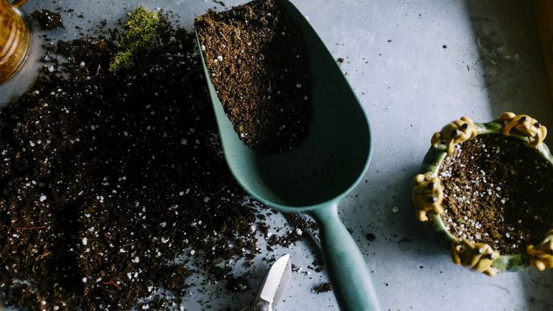 Slugs in Raised Beds: How to Get Rid of Them Without Beer Traps