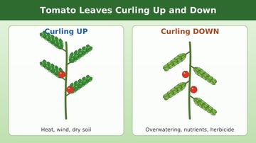 Two tomato plants side by side, one with leaves curling upward and one with leaves curling downward