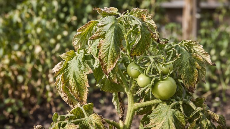 Why Are My Tomato Leaves Curling Up? (And When to Worry)