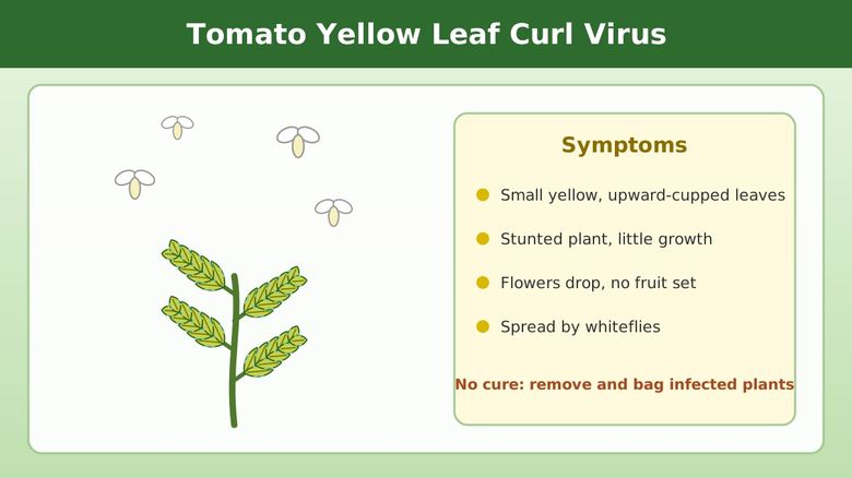 Stunted tomato plant with small yellow cupped leaves and whiteflies, with a list of leaf curl virus symptoms